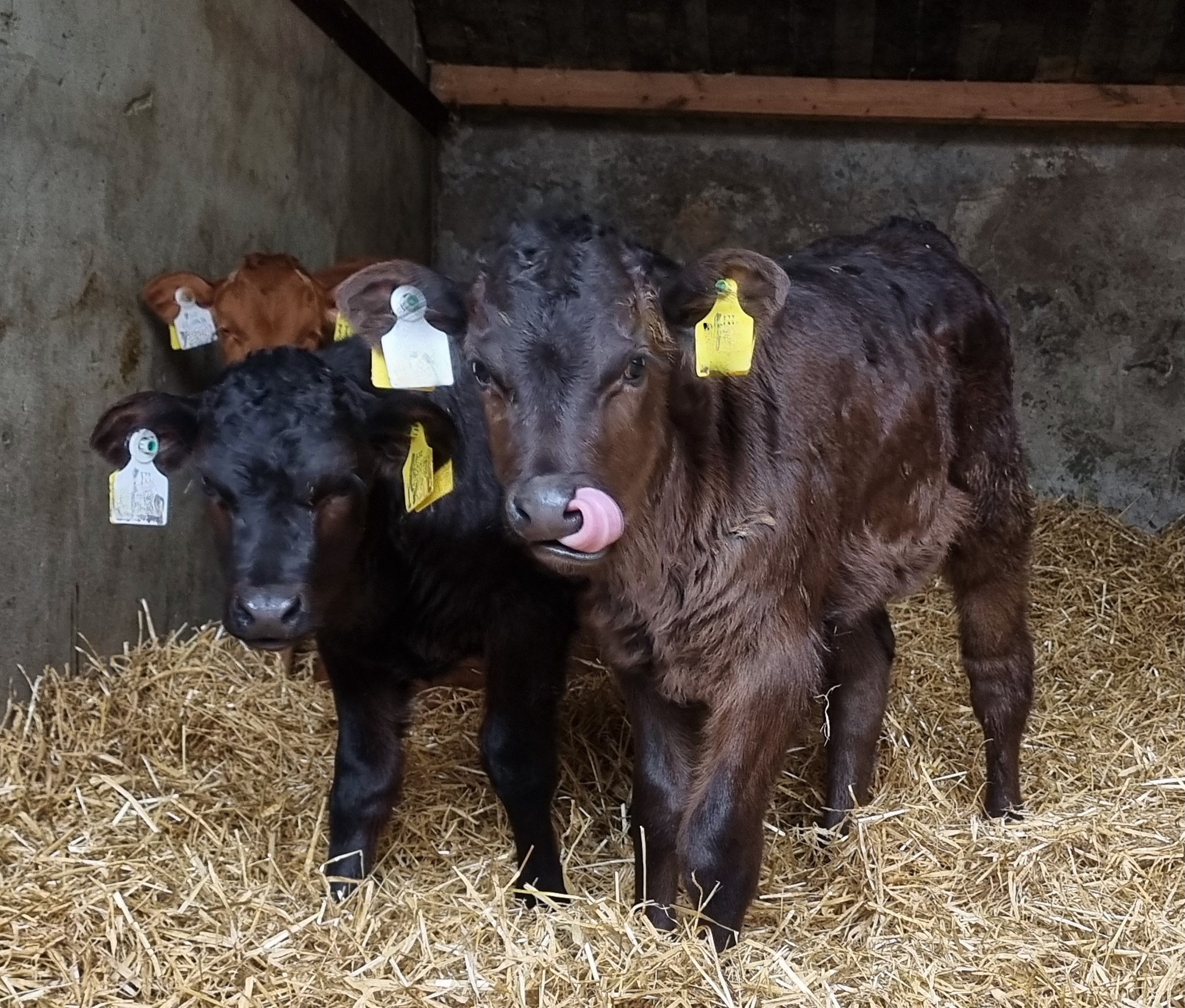 Calves in pen with straw bedding
